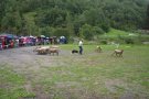 Nou atractiu a la festa del Xai de Setcases