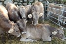 El cicle ramader del Ripollès comença aquest dissabte a Ribes de Freser 