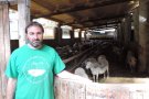 Les ovelles del Bac d'Estiula s'estressen per la massificació del Torrent de la Cabana i produeixen menys llet