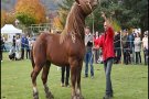 El concurs comarcal de Cavall Pirinenc Català corona Bon-Jan com a millor semental