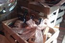 Dies de consum a la comarca per Festes