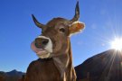 Una ramadera càntabra cedeix tot el seu ramat al Santuari Gaia