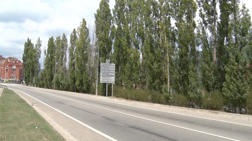 Els pollancres de l'entrada sud de Ripoll