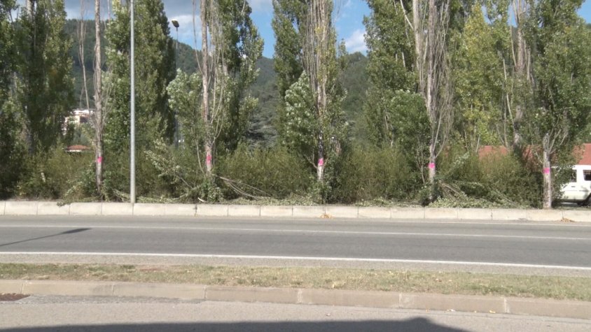 Els arbres ja estan marcats pel departament de Carreteres