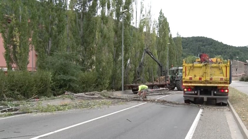 La tala dels pollancres a Ripoll