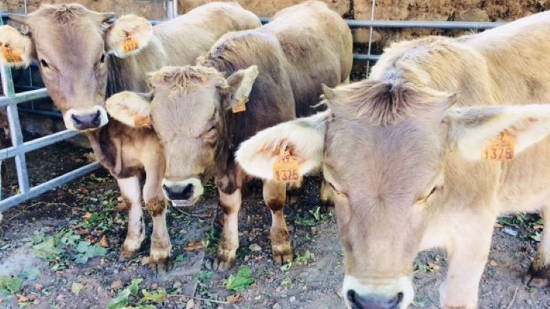 35ena Fira del Bestiar de la Vall de Ribes i 23ena Fira de Vaca Bruna dels Pirineus aquest dissabte a Ribes de Freser