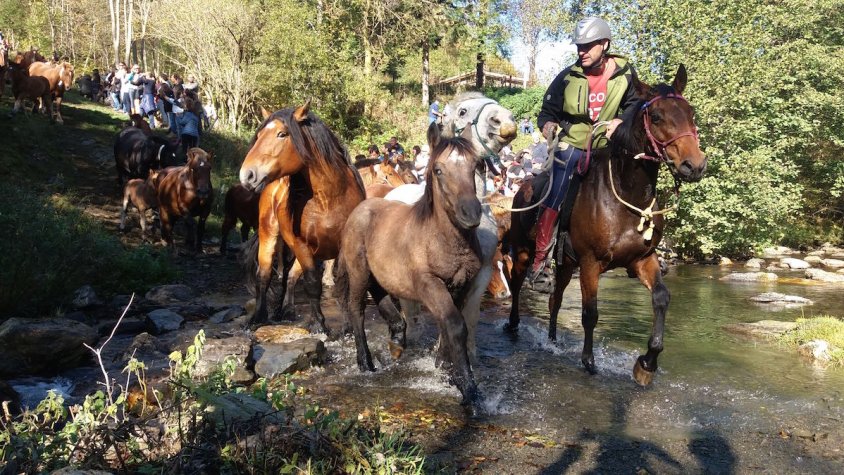 Es vol preservar la Tria de Mulats durant molts anys