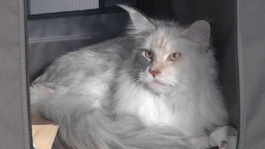 Molt curiosos s'han acostat a veure els gats al pavelló