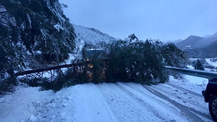 Arbre caigut al km 181 de la C-26 a les Llosses aquest matí