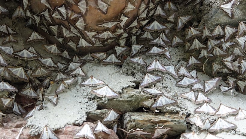 La Papallona del Boix és ben present a la Vall de Camprodon