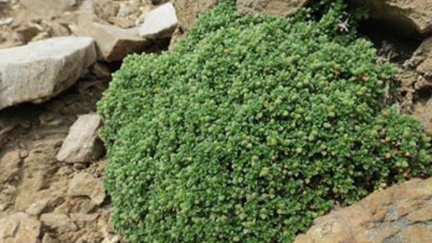 Un estudi del 2018 ha permès trobar la planta