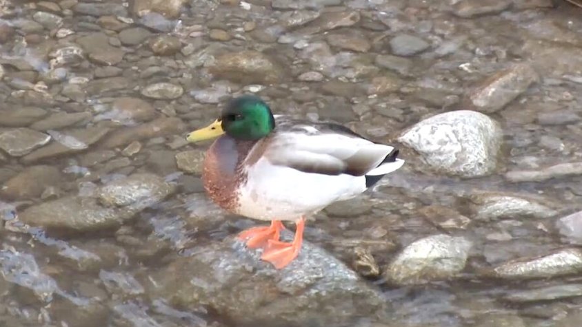 Un ànec collverd al riu Ter, al pas per Ripoll