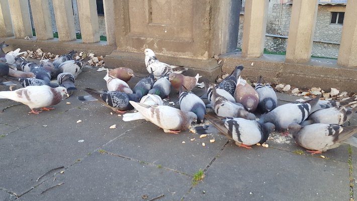Un grup de coloms menjant al centre de Ripoll