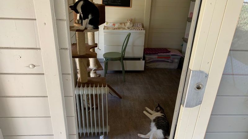 Els gats han estat ben atesos durant el confinament