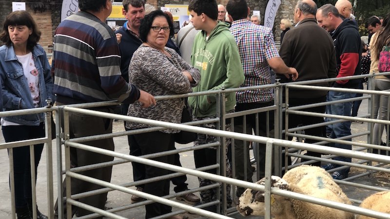 L'ovella ripollesa serà de nou el gran reclam de la Fira de Santa Teresa