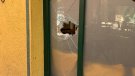 L'ajuntament de Ripoll demanarà més efectius de Mossos d'Esquadra