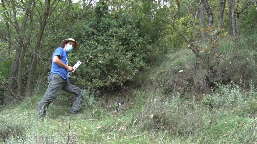 L'associació 'Salvem el boix' es dedica a la protecció d'aquests arbres en petites zones del Ripollès