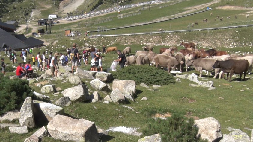 Moment de la donada de sal al bestiar a Vallter 2000