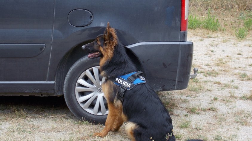 L'ajuntament ha contractat els serveis de l’empresa de gossos d’intervenció APAK-9