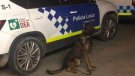 Primer control d'estupefaents a Ripoll amb la unitat canina
