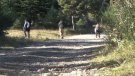 Es preveu una bona temporada de bolets al Ripollès si les condicions meteorològiques acompanyen 