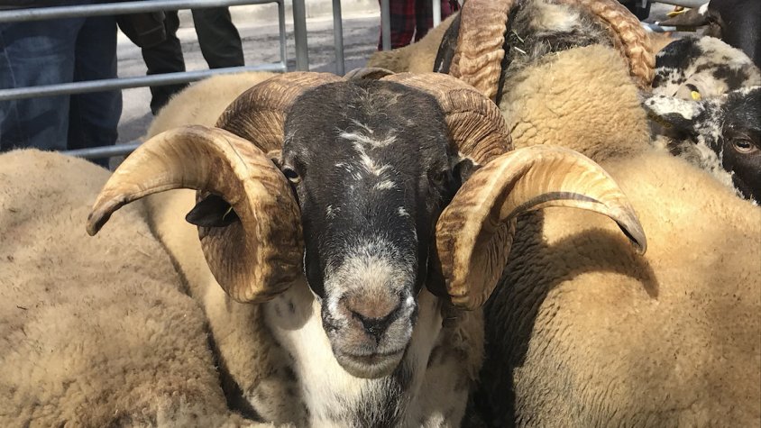 Un dels exemplars de la fira