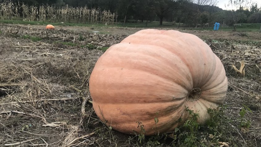 Una carbassa gegant a Can Violí, a Sant Joan de les Abadesses