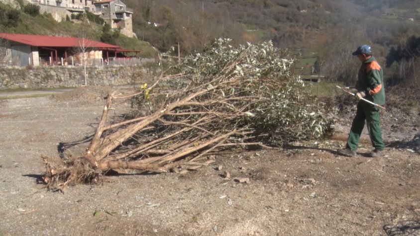 Treballs per controlar la budleia a Vilallonga de Ter
