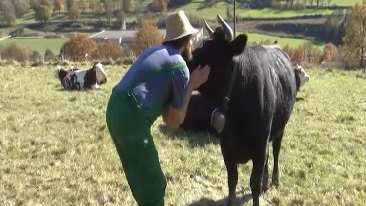 En Mel Brusaferri i una de les seves vaques alpines ahir a Sant Joan de les Abadesses