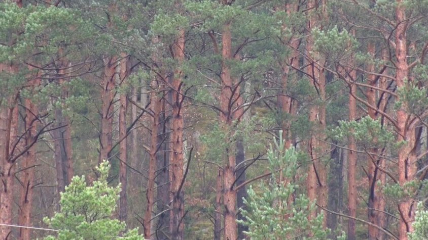 El bosc de Planoles que passa a ser reserva forestal