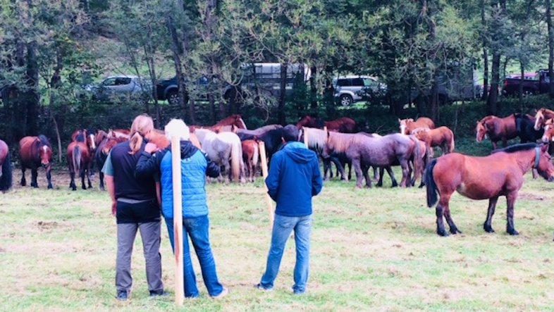 Els vincles entre ramaders és una de les bases de l'agermanament entre Molló i Pi