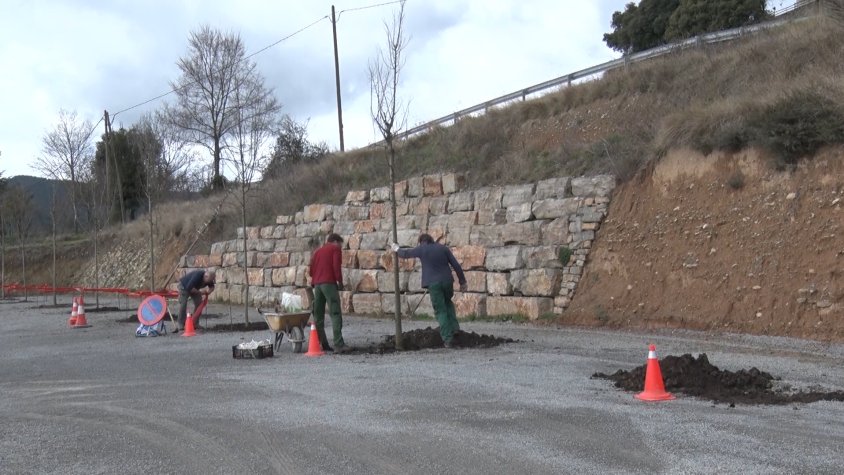 Durant les actuacions de millora s'estan plantant arbres al voltant de l'aparcament