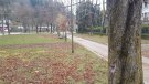 Camprodon substitueix una vintena d'arbres al passeig Maristany