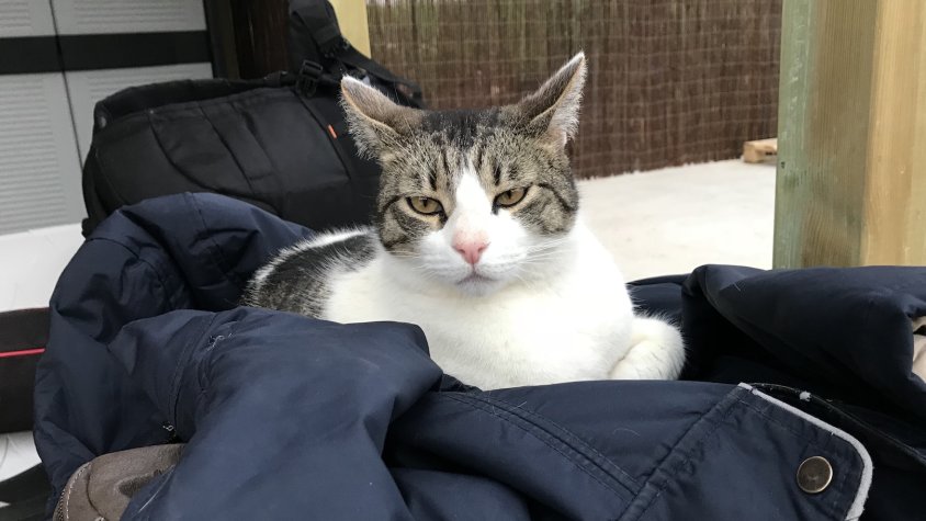 Camprodon engega una campanya per censar i xipar els gats domèstics