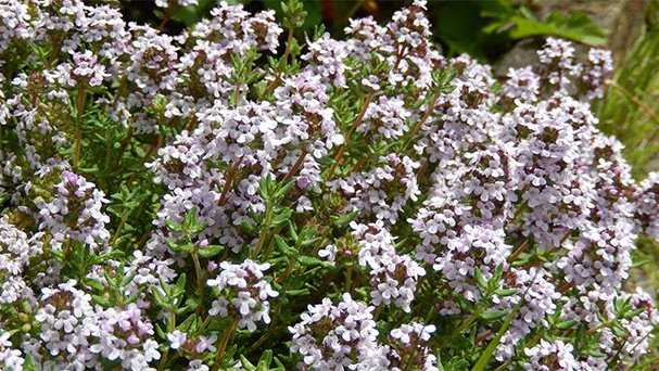La farigola és una de les plantes més utilitzades com a remei per a tot tipus de mals