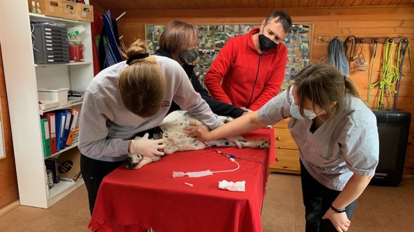 En Zam és un dels gossos que va col·laborar en aquest gest solidari