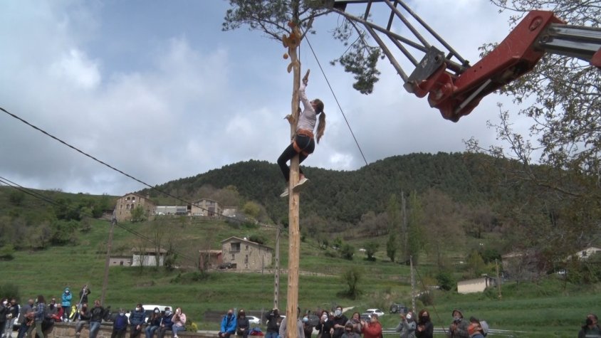 Durant l'ascensió del pi per agafar els aliments que penjaven de les branques
