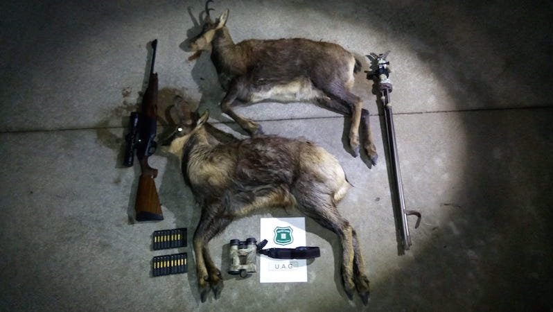 Operació contra el furtivisme al Ripollès