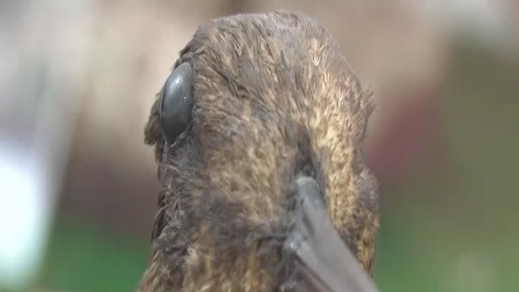 La becada és una au icònica de la caça salvatge