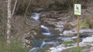 El Consorci de l'Alta Garrotxa aplica mesures de control als gorgs, entre els quals s'hi troba Beget