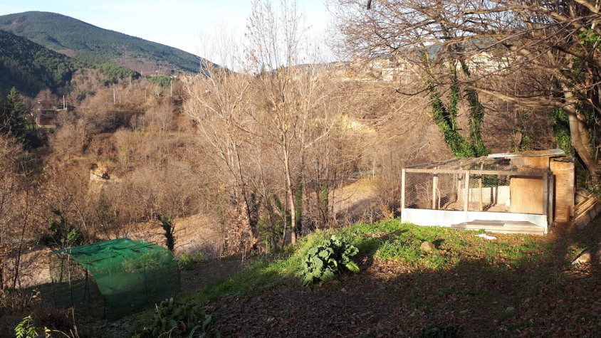 Dos gossos van matar tots els exemplars d'aquest galliner