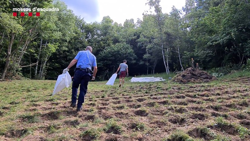 Els mossos van localitzar la plantació a una zona de difícil accés