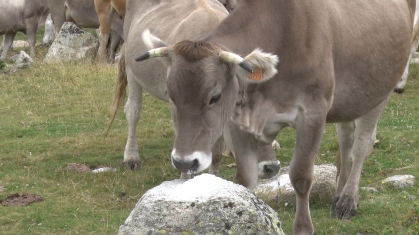 La donada de sal va comptar amb menys exemplars de vaques i vedells al pla de Morens (Vallter 2000)