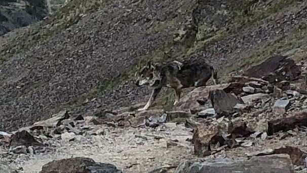 Els excursionistes van poder fotografiar l'animal
