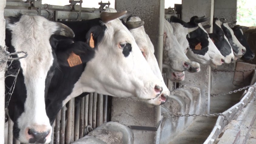 L'explotació llossenca ven els seus propis productes, com formatges i iogurts