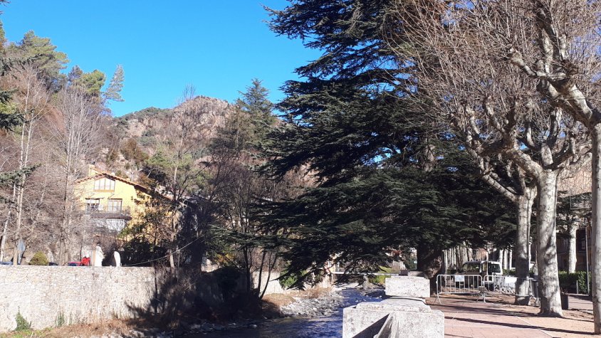 Els dos cedres del passeig Àngel Guimerà de Ribes, afectats pels aiguats de la tardor