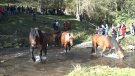 300 caps de bestiar baixen fins a les Planes d'Espinavell en una nova edició de la Tria de Mulats