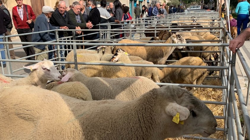 Ramaders d'arreu s'han donat cita a Ripoll per participar de la fira ramadera