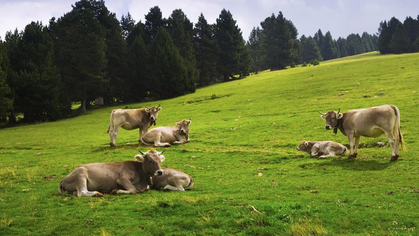 333 shop estrena la seva línia de productes per a boví