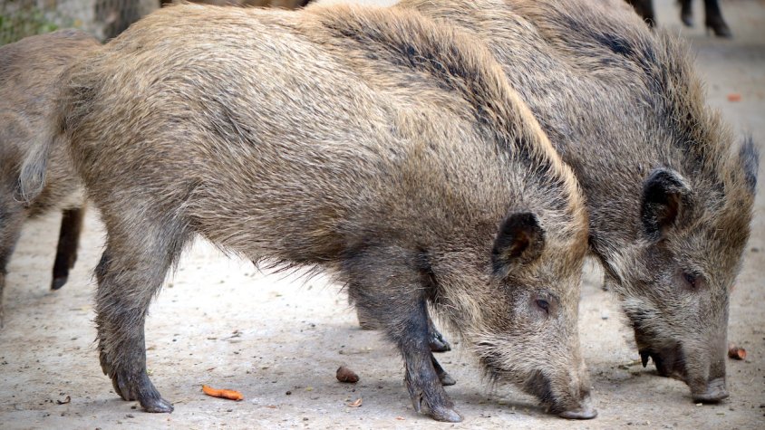 Exemplars de porc senglar